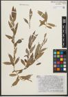Foto von Salix pycnostachya Andersson